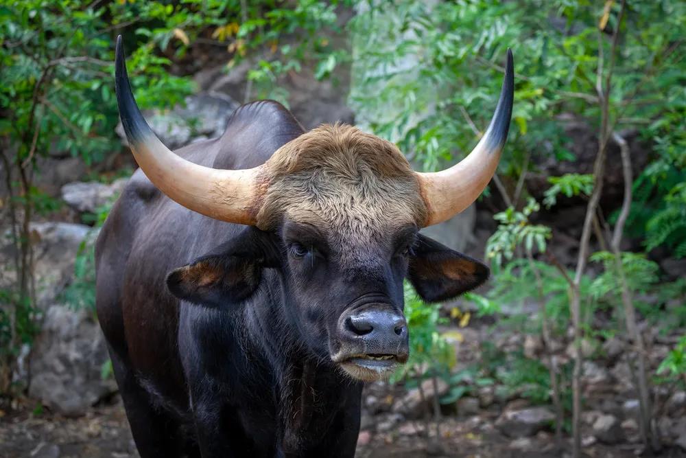 国家一级保护动物 印度野牛