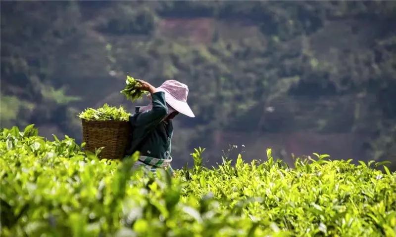 普洱特色团建，浪漫茶旅+美食精品两日游经典线路推荐