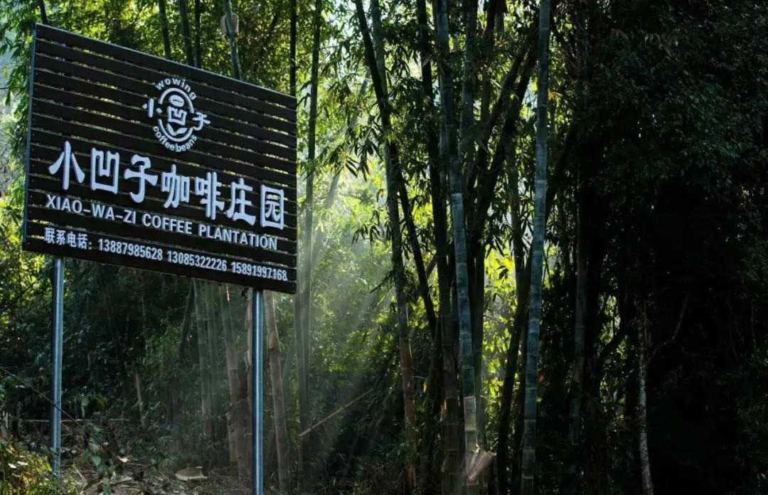 普洱特色团建：普洱小凹子咖啡庄园
