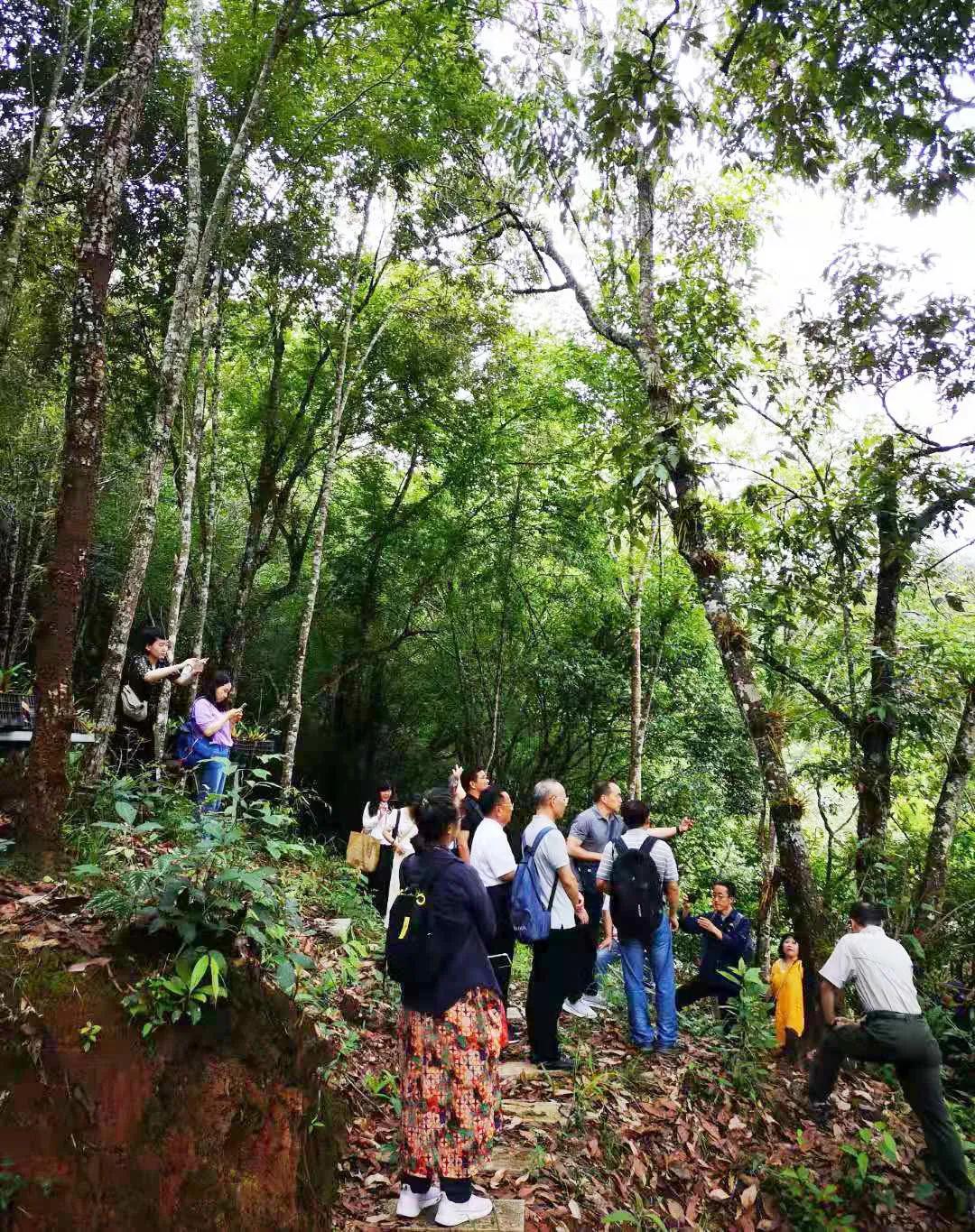 云南普洱基地万掌山林场 云南普洱基地万掌山林场
