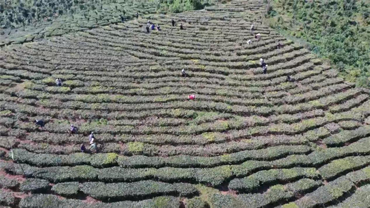 普洱旅游 普洱旅游