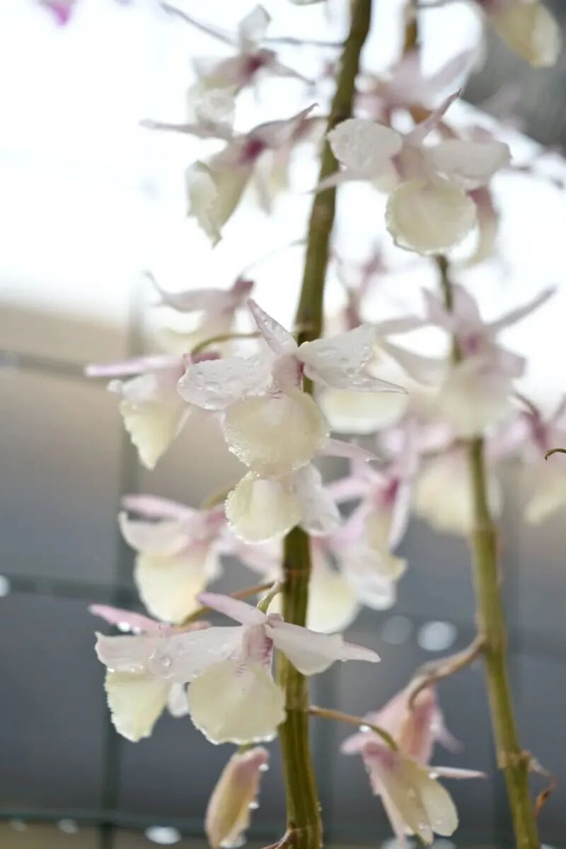 【普洱文旅】赏花、吃花、拍花！“五一”来普洱赴一场石斛花之约
