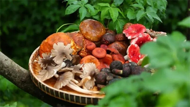 普洱旅游：“走，克普洱吃jier（菌）咯！”