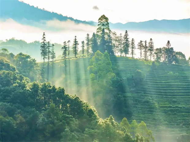 普洱旅游：这个七夕，把普洱的“诗”“晴”“画”“意”送给你